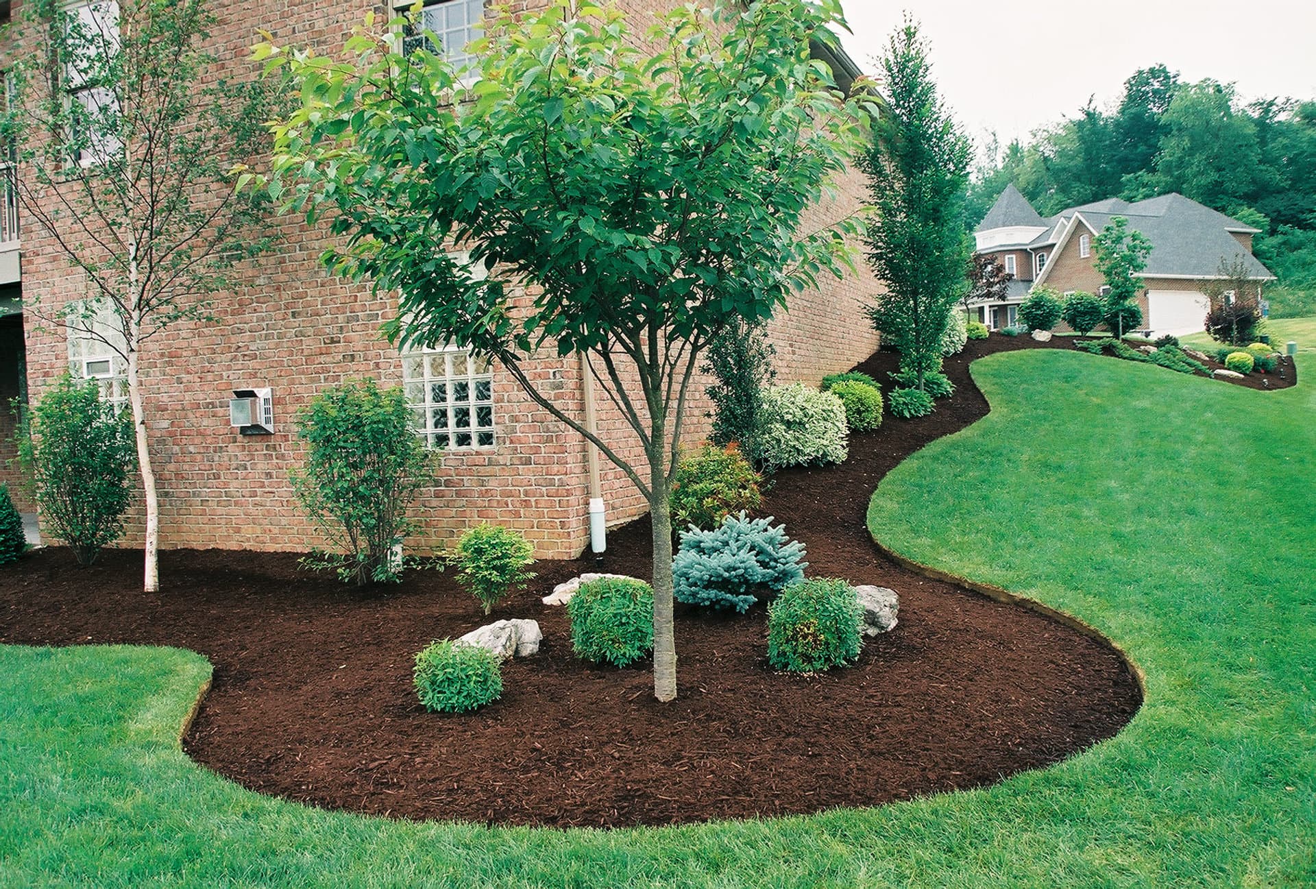 Professional Tree Care Services